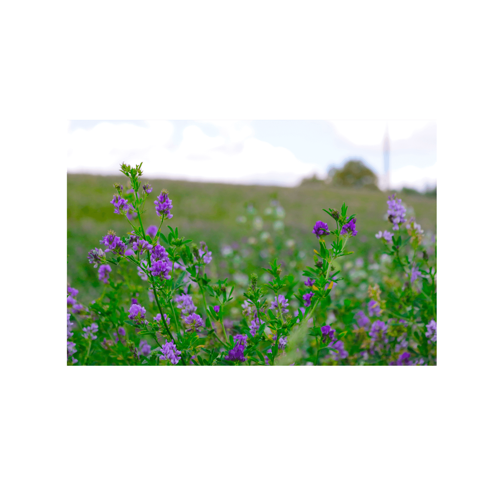 Luzerne Medicago Sativa Photosensibilisierende photodynamische Pigmente Furocumarine Furocumarine